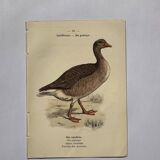Botanical engraving birds double sided naturalist board Etching