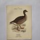 Botanical engraving birds double sided naturalist board Etching