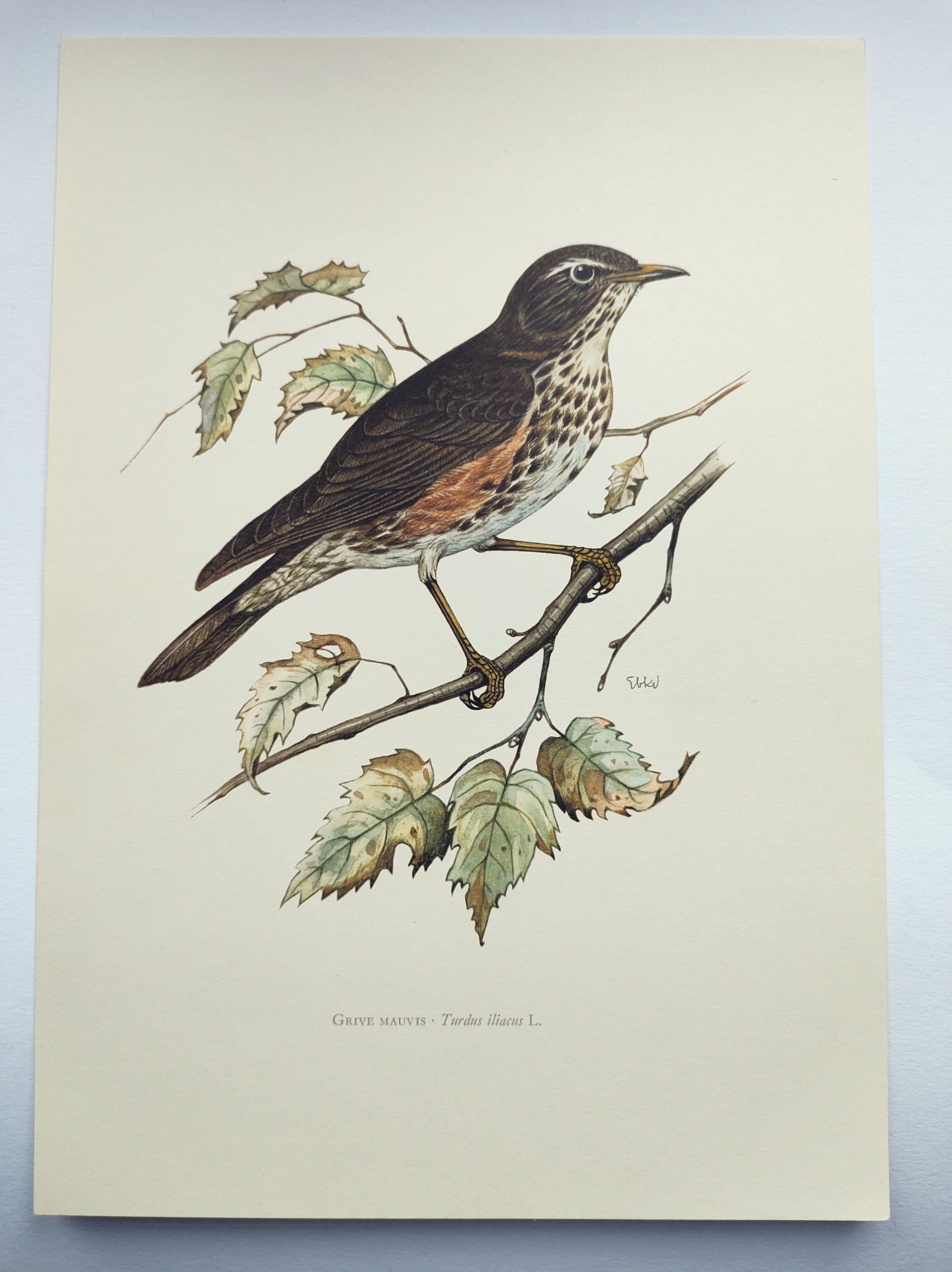 Old bird plate from the 1960s - Redwing - Vintage nature illustration