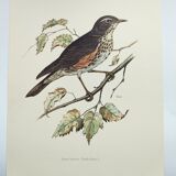 Planche ancienne oiseaux Années 1960 - Grive Mauvis - Illustration nature vintage
