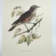 Old bird plate from the 1960s - Redwing - Vintage nature illustration