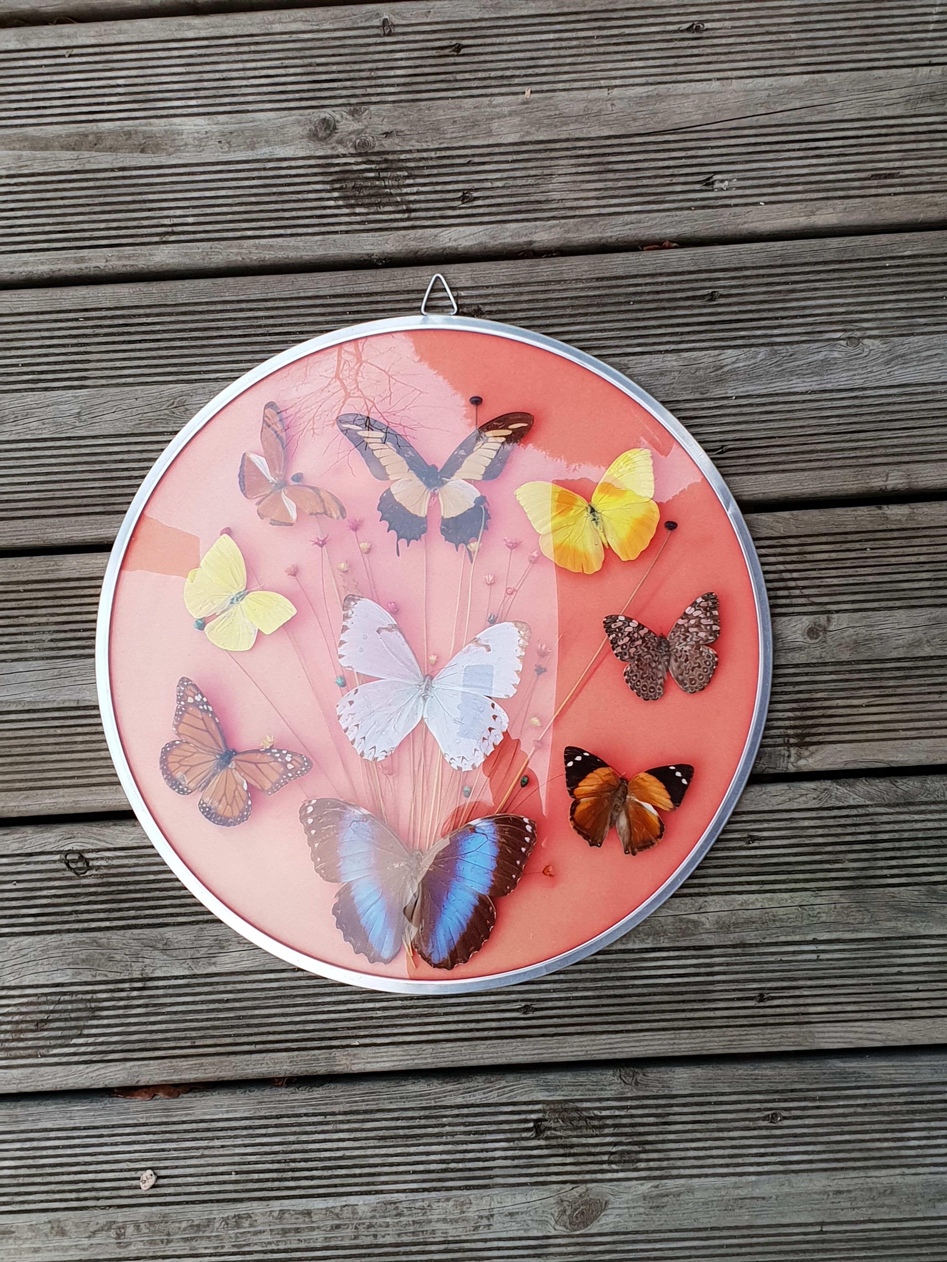 Round frame butterflies naturalized