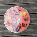 Round frame butterflies naturalized