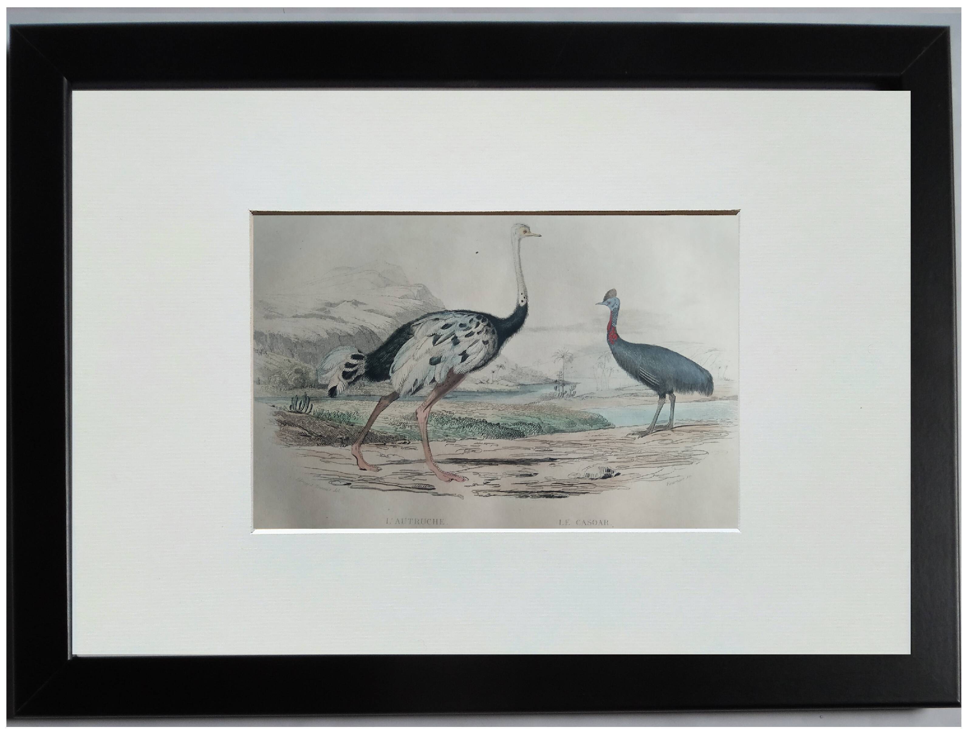 Planche ornithologique originale " autruche & casoar " - buffon 1838