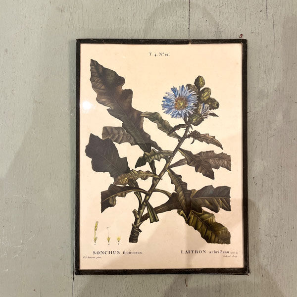 Botanical board framed under glass