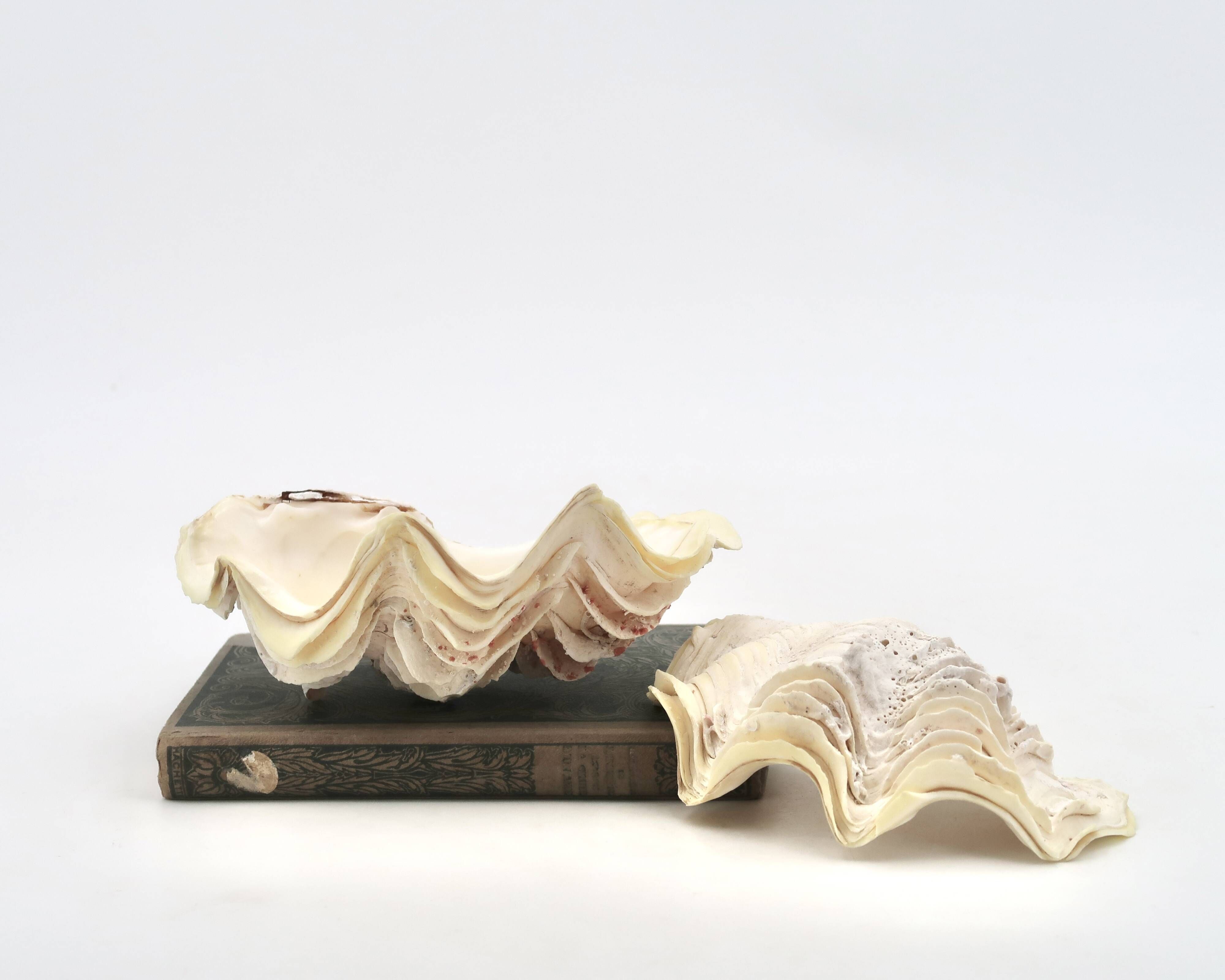 Natural white shell vide poche, 1970s.