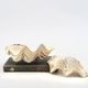 Natural white shell vide poche, 1970s.