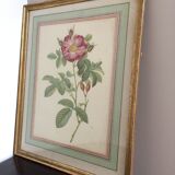 Old framed pink lithograph board