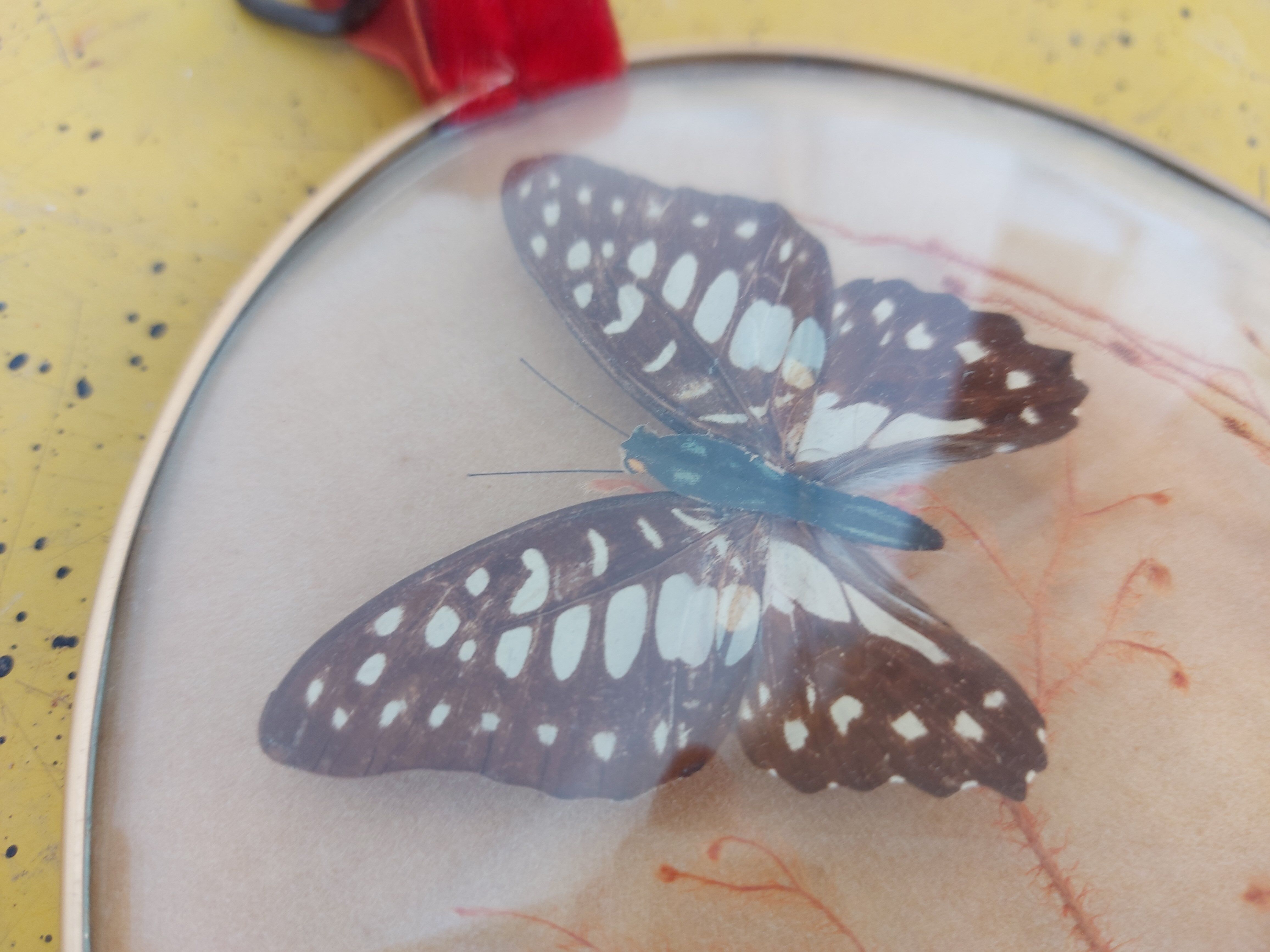 Pair of vintage butterfly frames