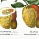 Poster about citrus fruits, based on an old engraving from 1802