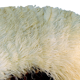 Large EVENTAIL in ostrich feather and scaled frame, nineteenth