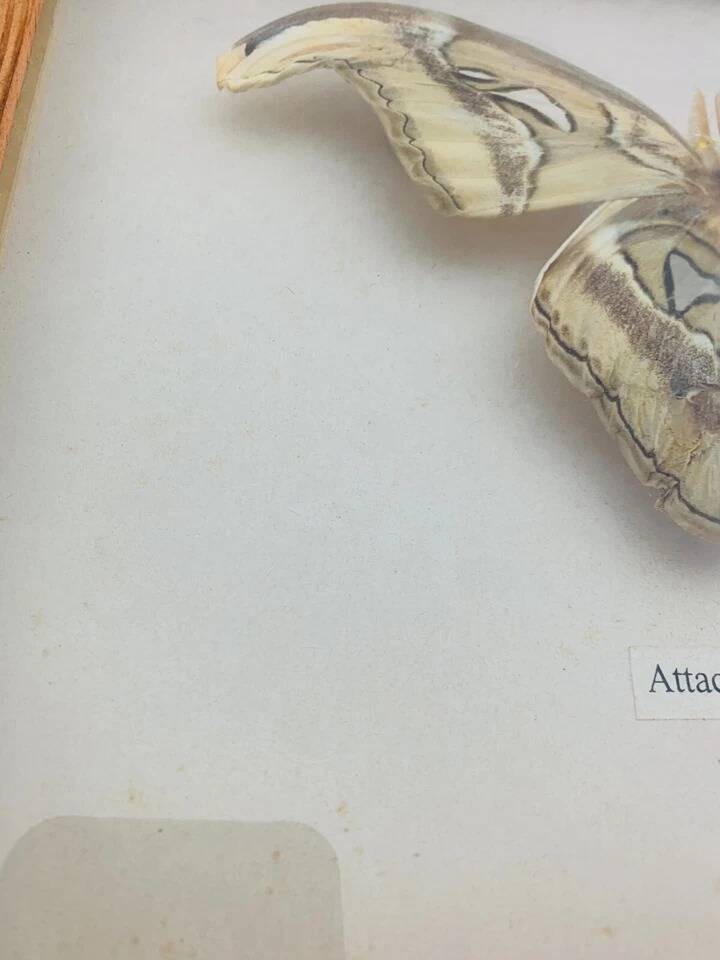Framed taxidermy butterfly Attacus Atlas, vintage