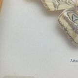 Framed taxidermy butterfly Attacus Atlas, vintage