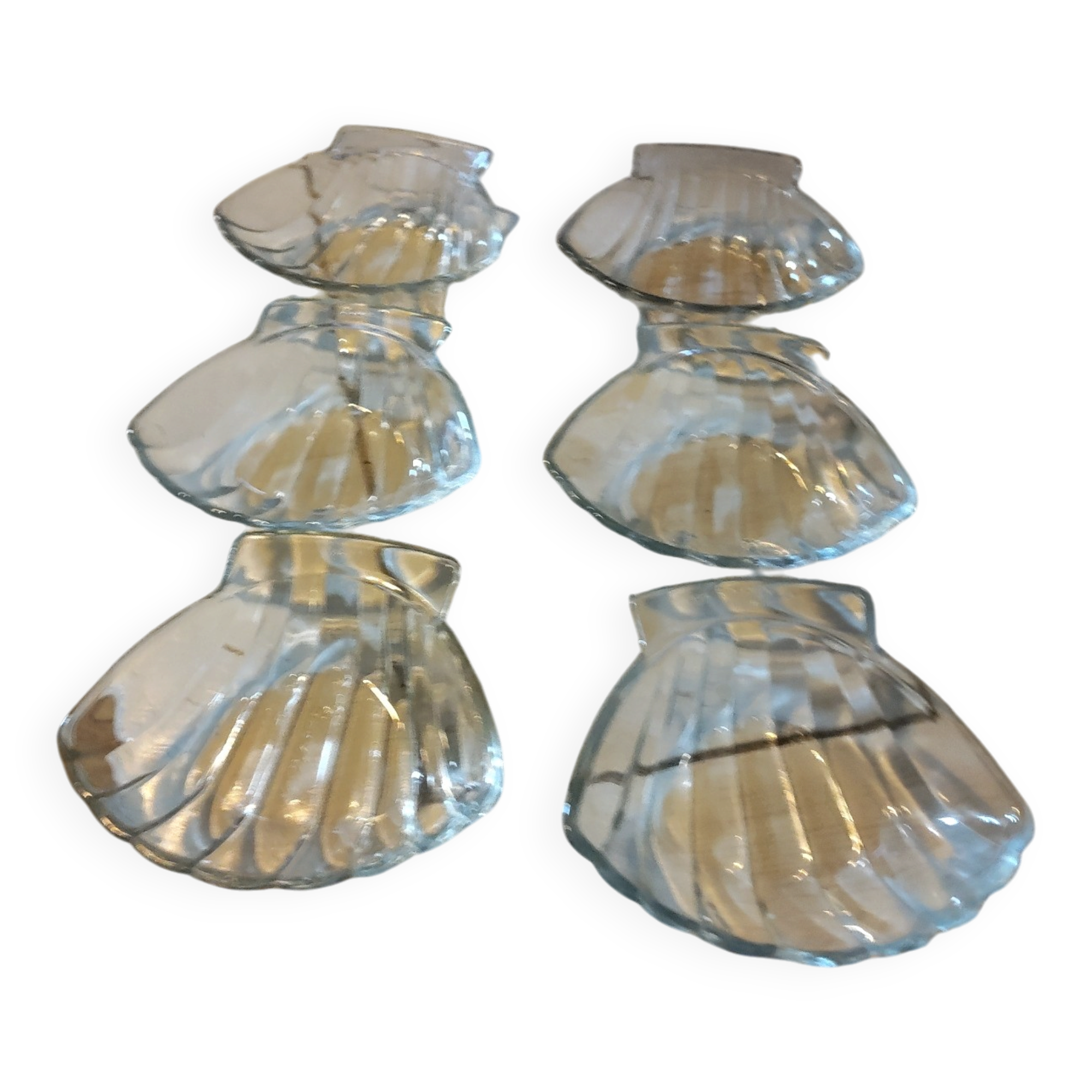Pack of 6 scallop shells