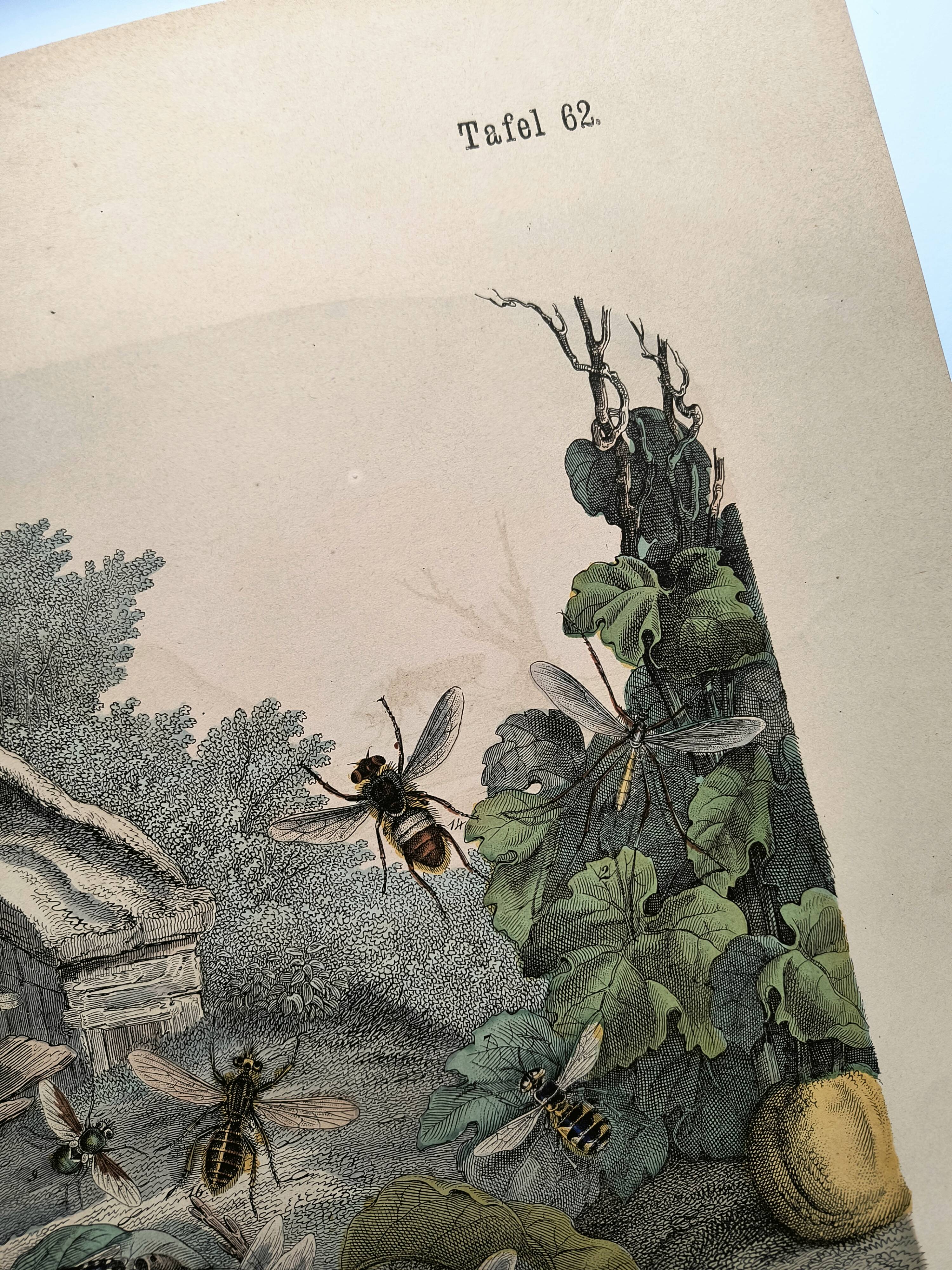 Engraving from 1886 - Insects on the farm - Vintage old lithograph