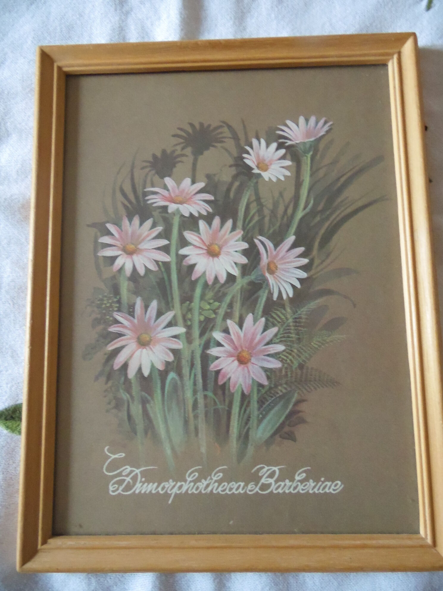 Lot 4 botanical frames 70
