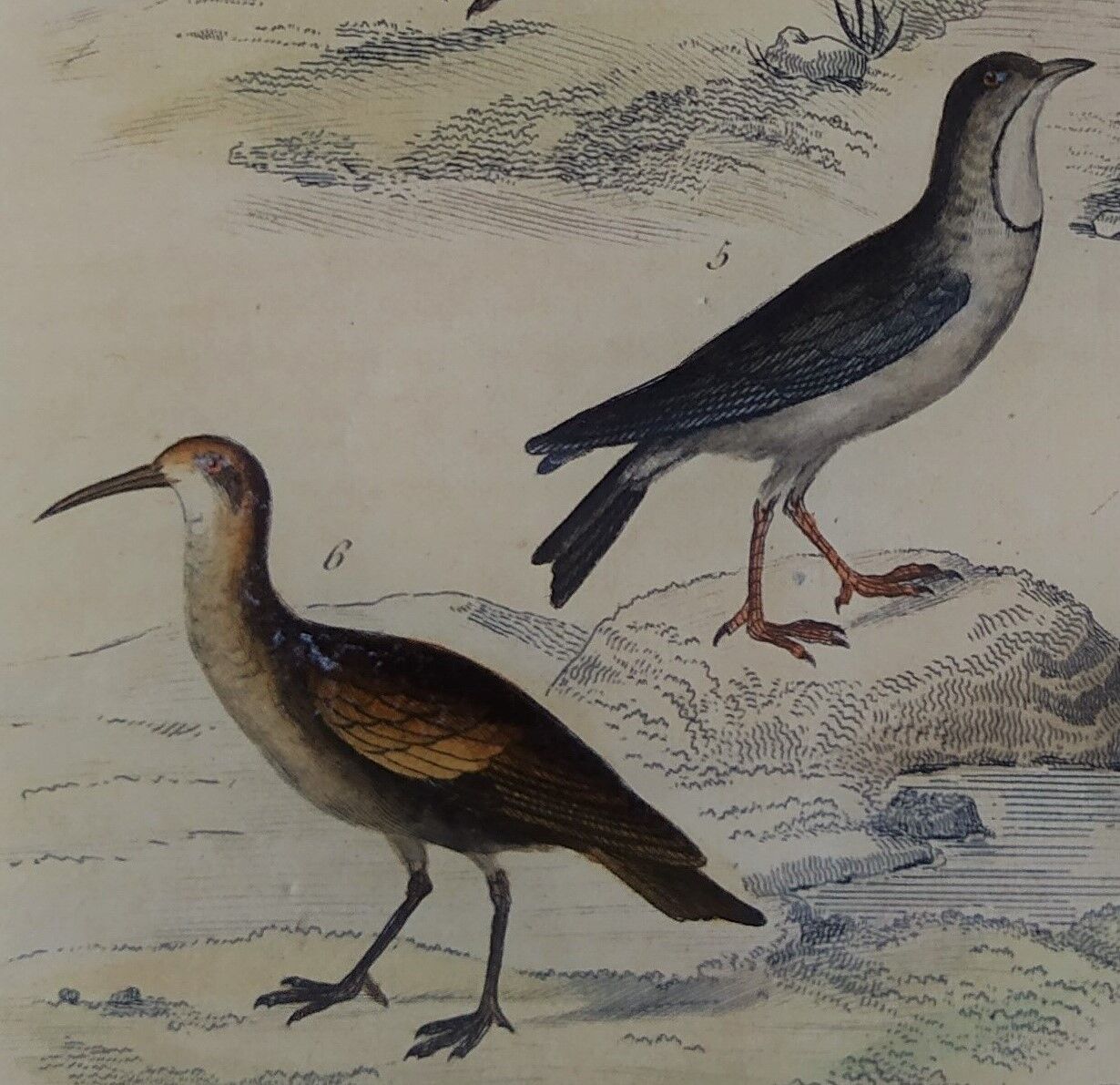 Original ornithological plate "