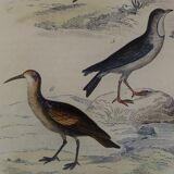 Original ornithological plate "