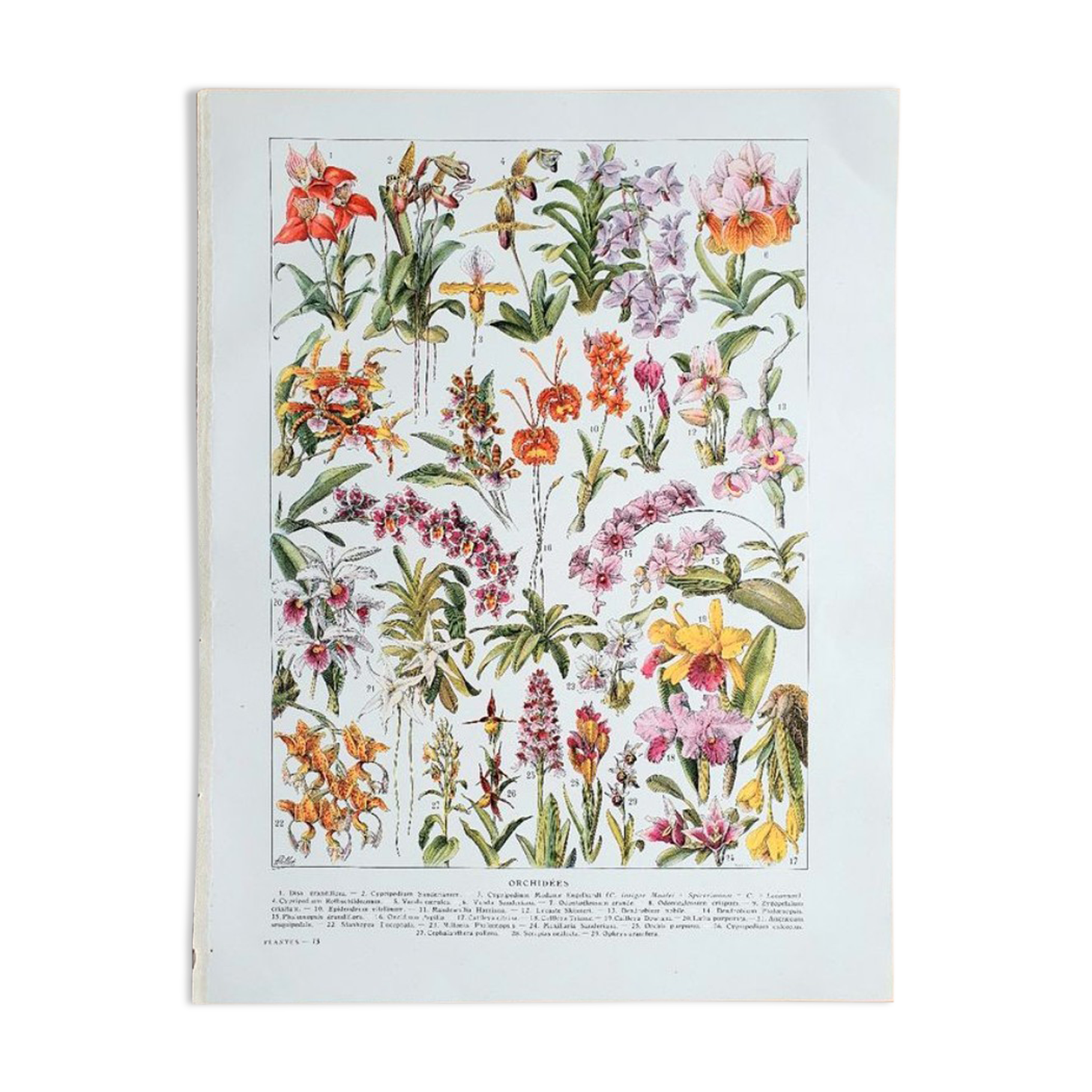 Old botanical board 20s orchids