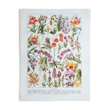 Old botanical board 20s orchids