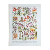 Old botanical board 20s orchids