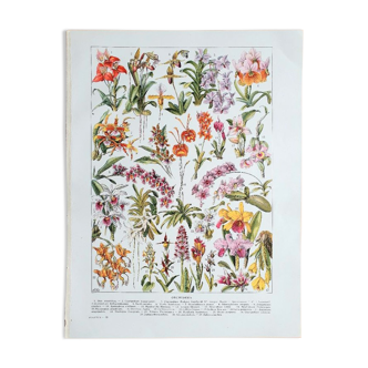Old botanical board 20s orchids