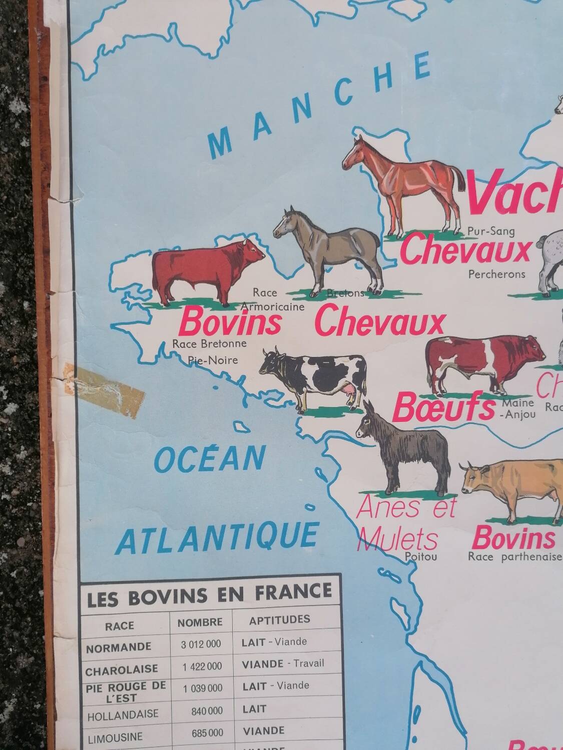 Ancienne affiche scolaire MDI France, le gros élevage et le Rhône.