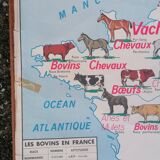 Ancienne affiche scolaire MDI France, le gros élevage et le Rhône.