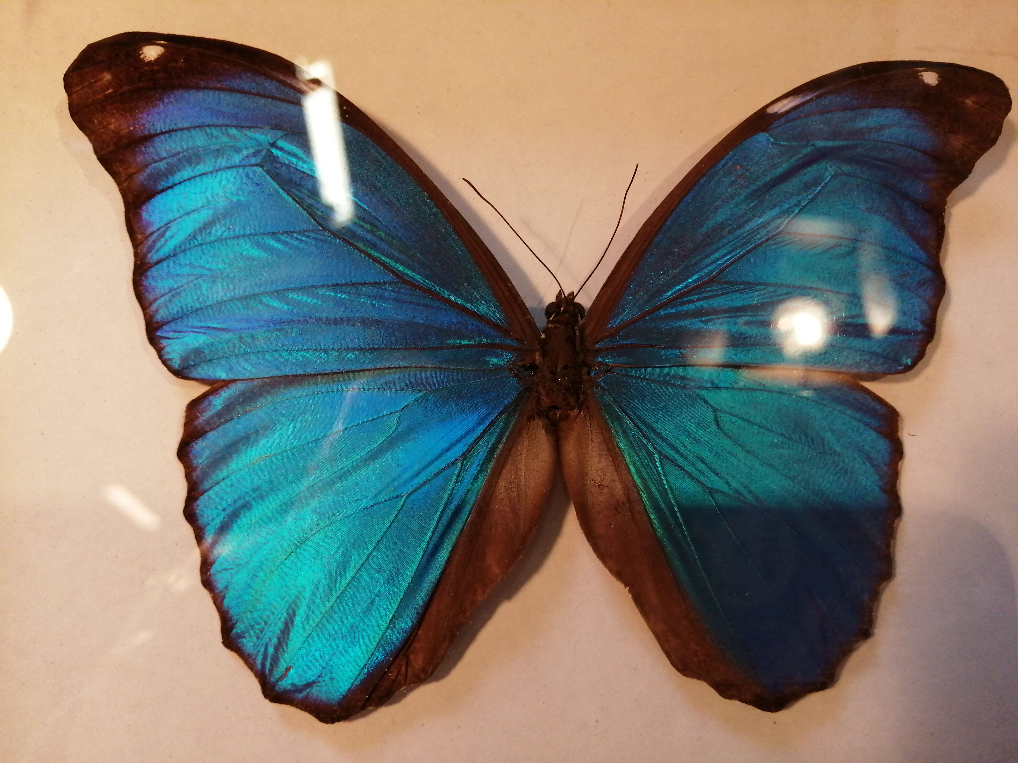 Butterfly frame Morpho Menelaus - Brazil