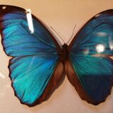 Butterfly frame Morpho Menelaus - Brazil