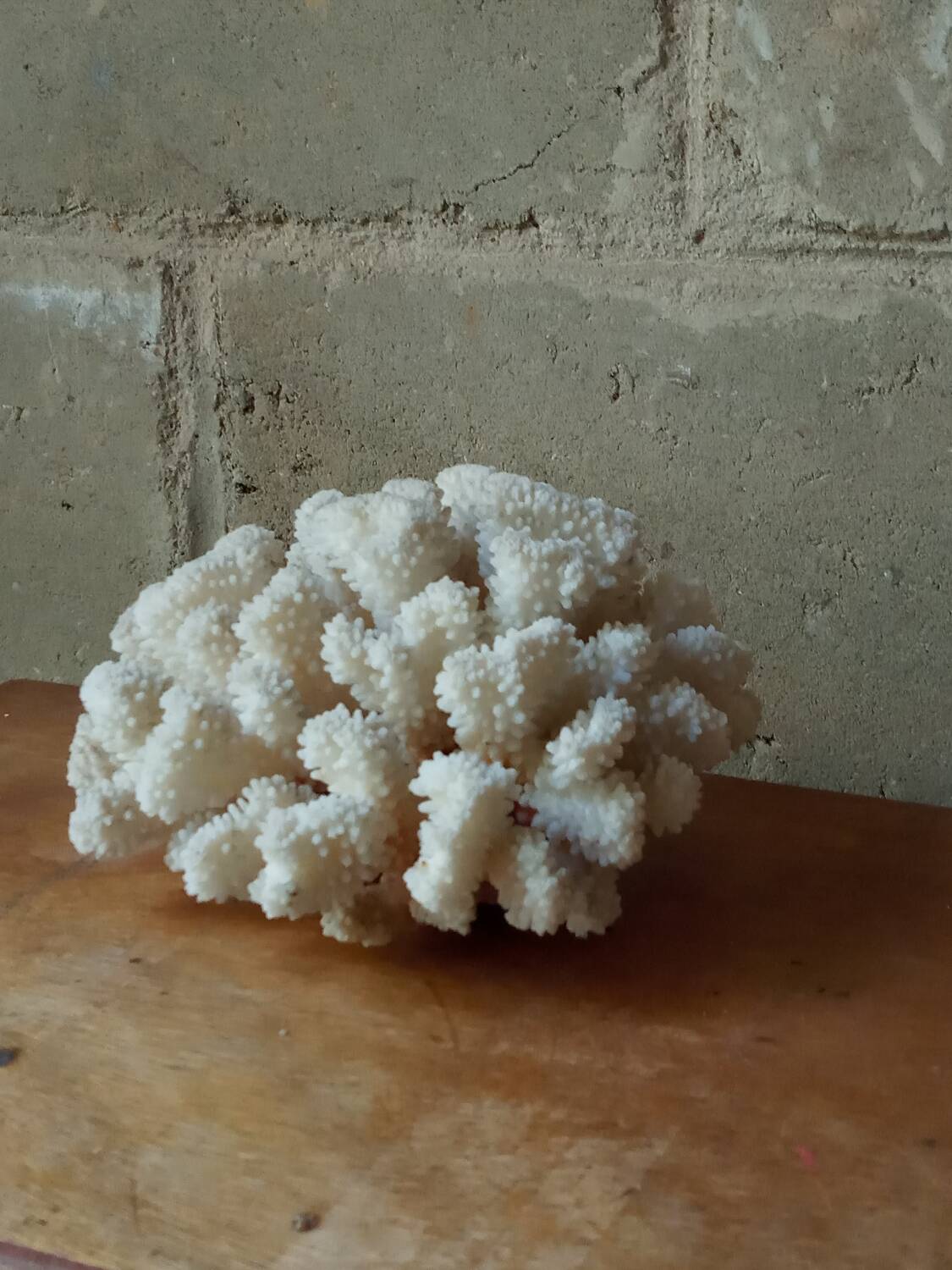 Ancient white coral