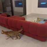 Roche bobois intermede sofa
