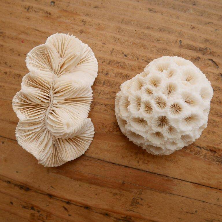 Set of 2 corals (white coral)