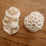 Set of 2 corals (white coral)