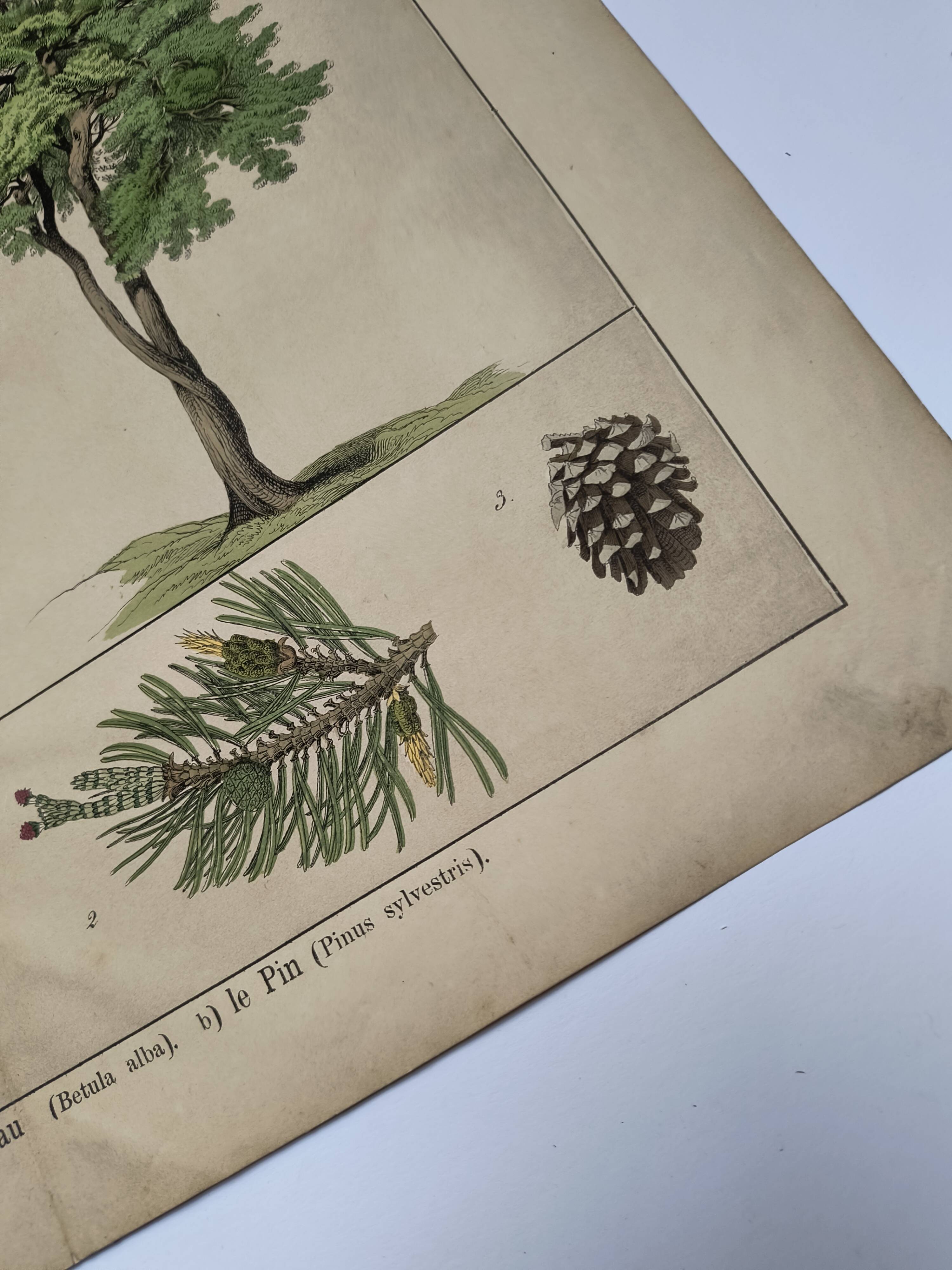 Planche botanique 1870. Arbres : Bouleau et Pin. Gravure ancienne