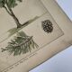 Planche botanique 1870. Arbres : Bouleau et Pin. Gravure ancienne