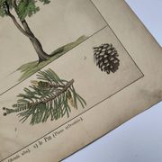Planche botanique 1870. Arbres : Bouleau et Pin. Gravure ancienne