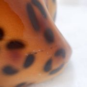 Couple of vintage ceramic leopards sculptures - Italy circa 1980s