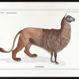 Chimera lithography animal engraving - the alpalion