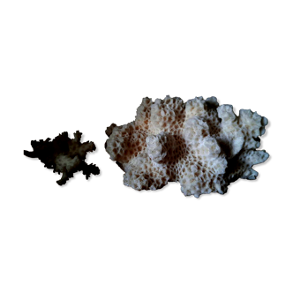 White coral from the 70s