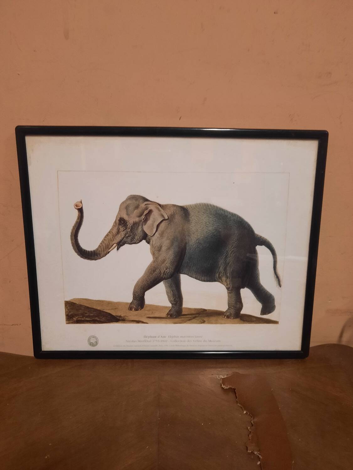 Elephant illustration