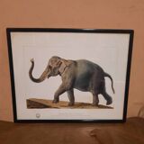 Elephant illustration
