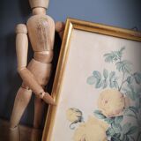 Rose lithograph frame Rosa Sulfura