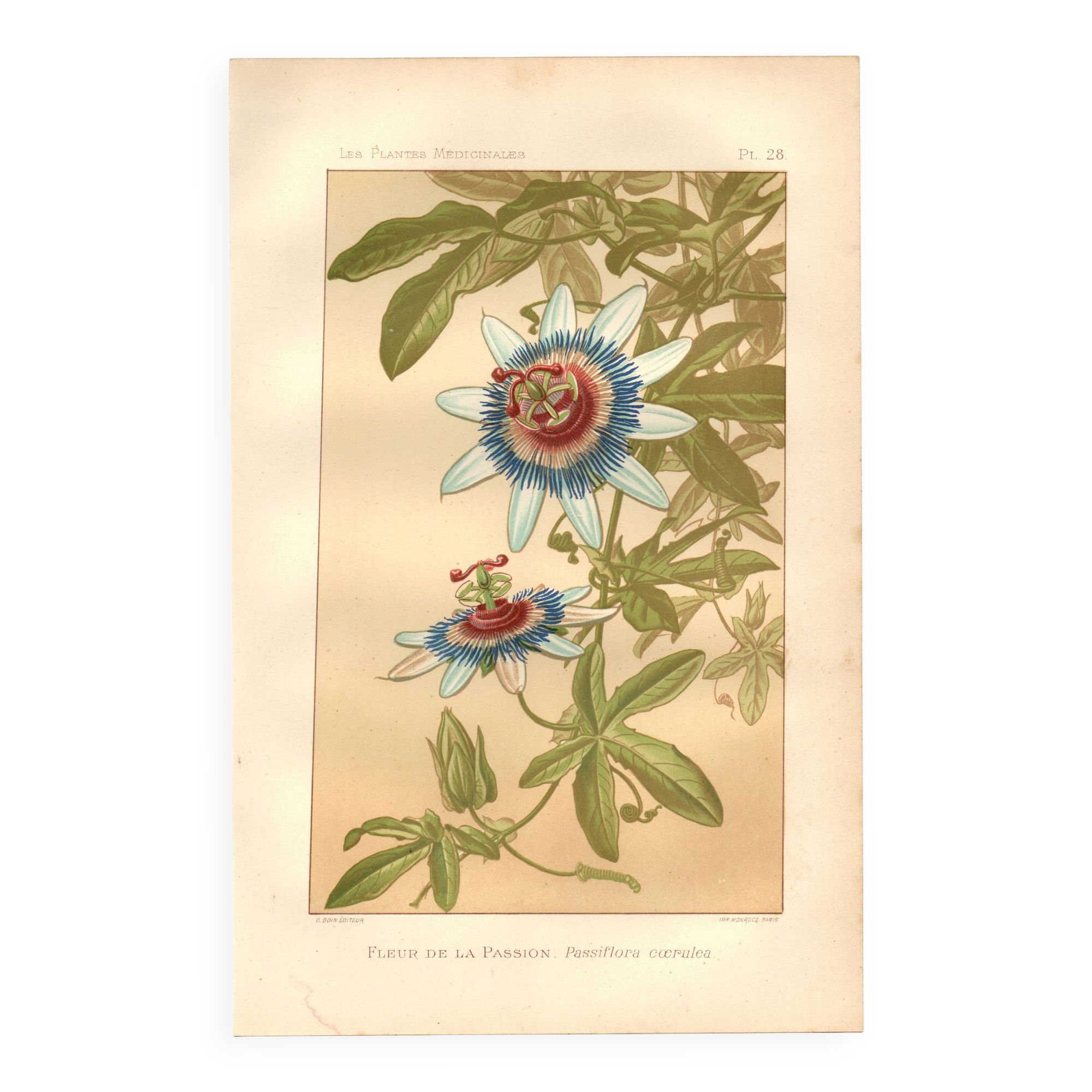 Botanical engraving from 1889 - Passion flower - old plate