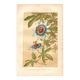 Botanical engraving from 1889 - Passion flower - old plate
