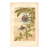 Botanical engraving from 1889 - Passion flower - old plate