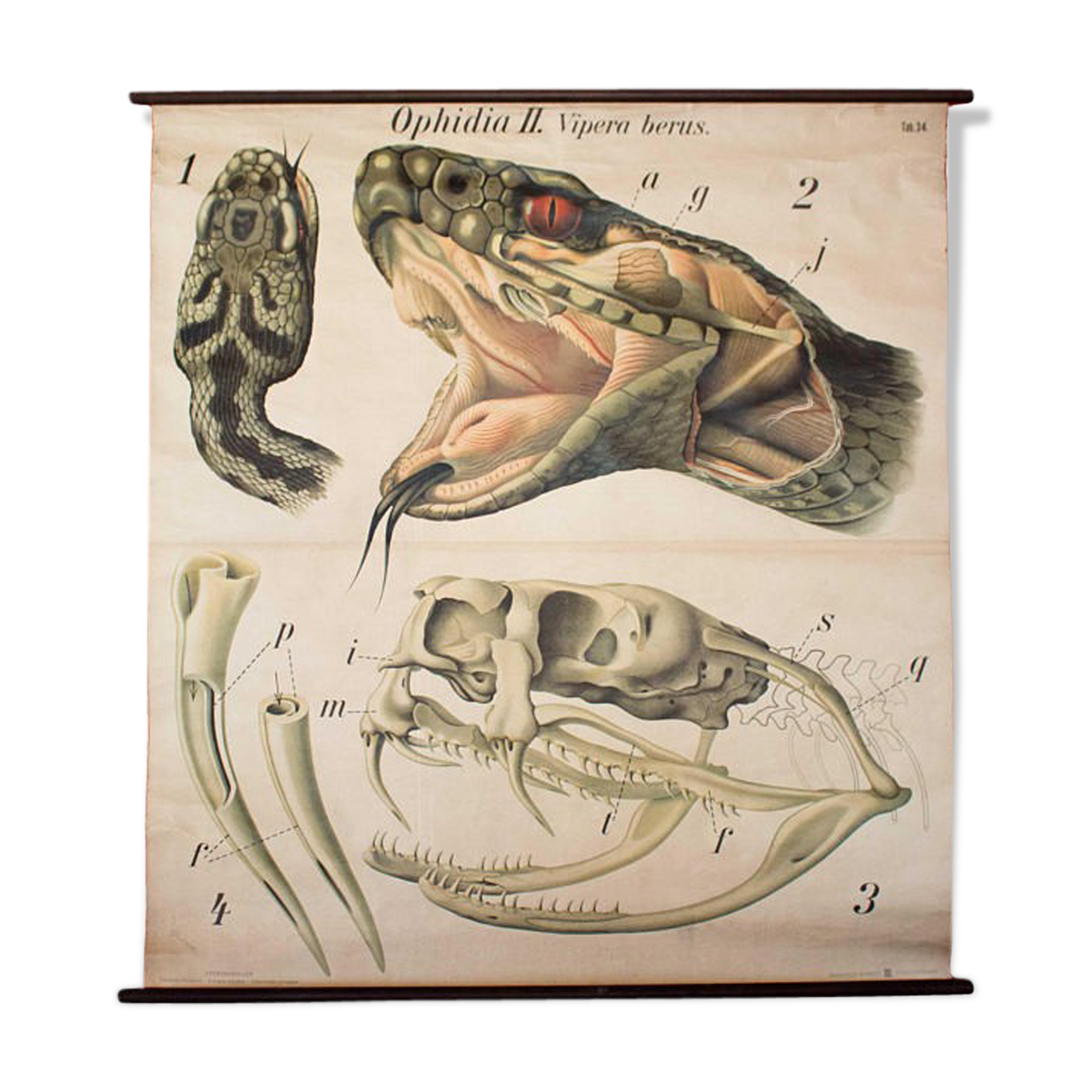 Poster of the 20th century Paul Pfurtscheller Zoological "Viper"