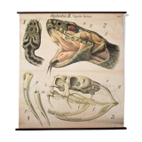 Poster of the 20th century Paul Pfurtscheller Zoological "Viper"