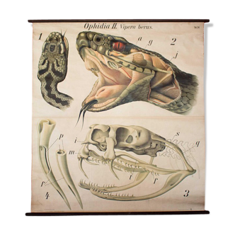 Poster of the 20th century Paul Pfurtscheller Zoological "Viper"