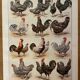 Reserved Zuzana - Set of 4 lithos on birds